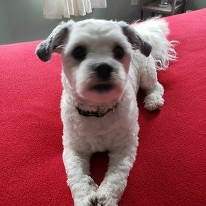 Meet your Posher, Lucy